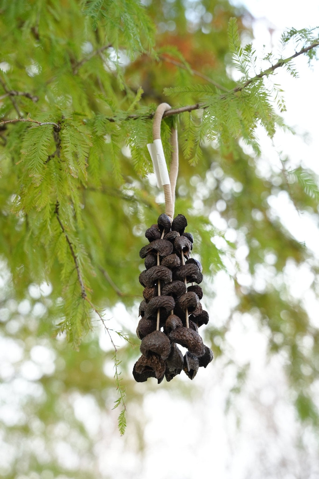 Seed Shaker | Handmade Moonin Seed Shell Hand Bell - Natural Rainforest Decor
